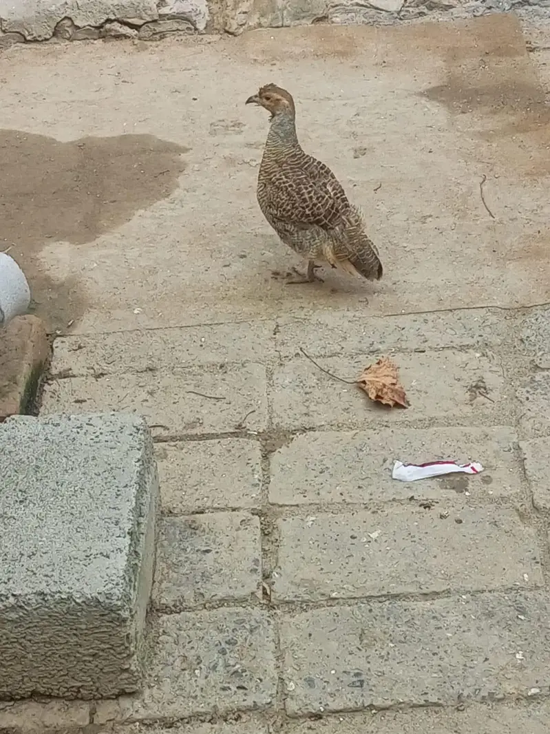 dhakni male teetar — photo 4