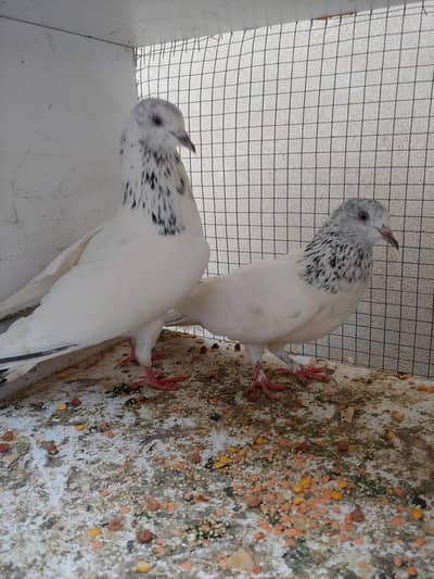 jhonsera kalduma pair for sale.