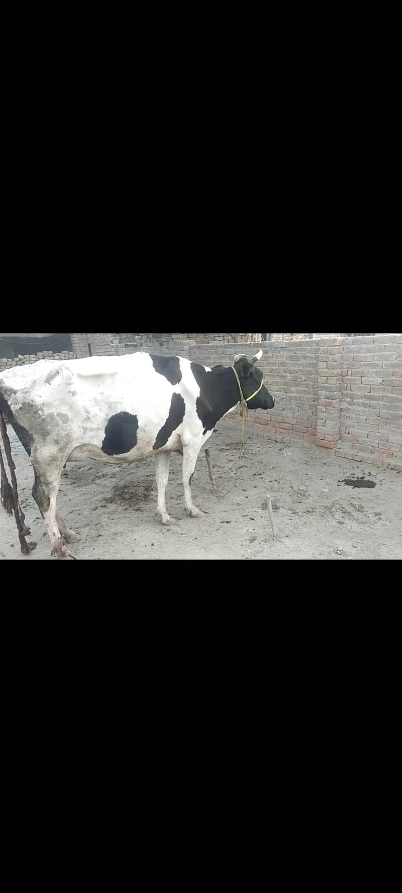 گائے ہولسٹین فریشین 0