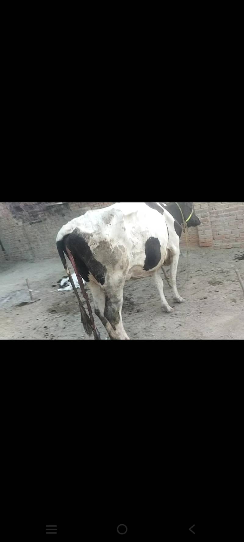 گائے ہولسٹین فریشین 1