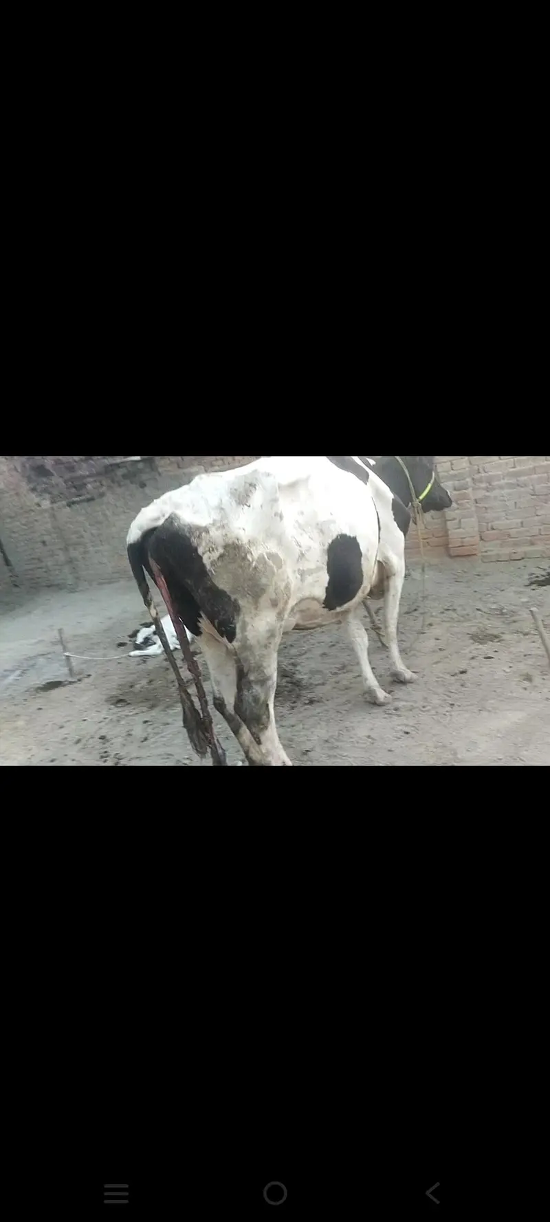 گائے ہولسٹین فریشین — photo 2