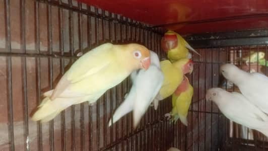 love birds breder  1500 per piece