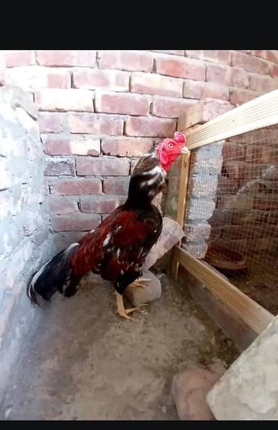 Breeder mianwali pair