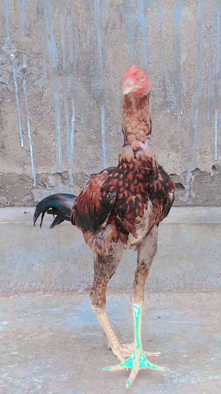 Aseel patha 2