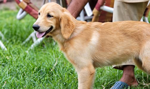 Golden Retriever Female Puppy – Lahore Cantt