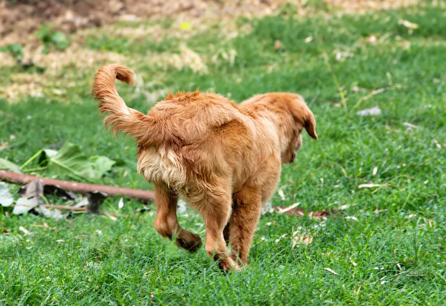Golden Retriever Female Puppy | Retriever dog | female puppy — photo 2