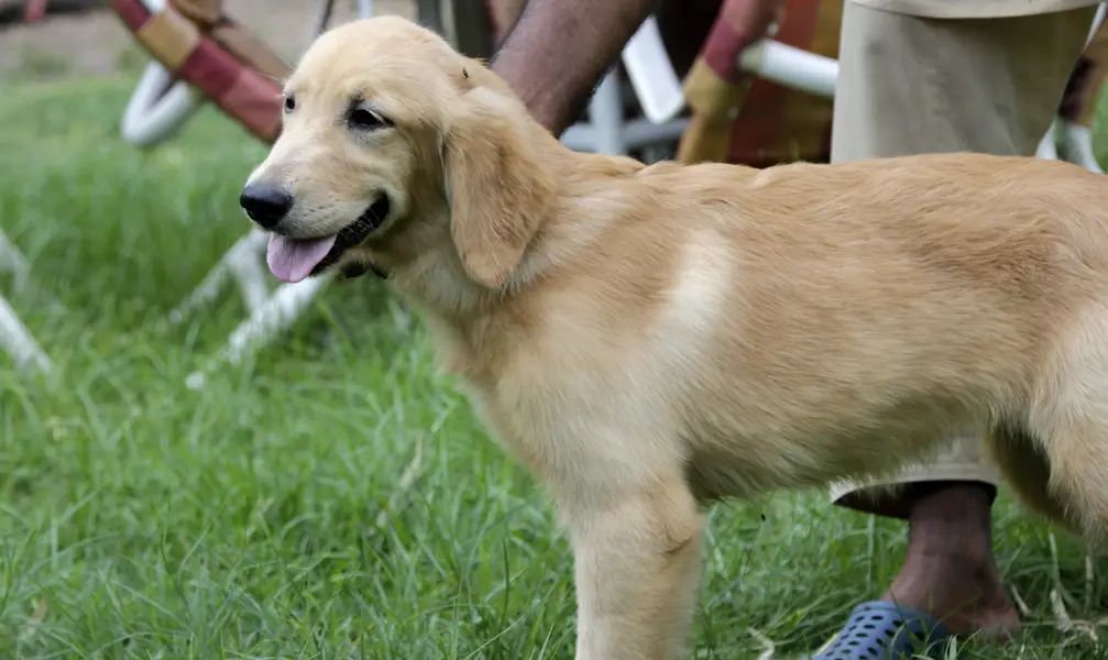 Golden Retriever Female Puppy | Retriever dog | female puppy — photo 3