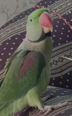 Kashmiri Raw parrots | Male parrots | Talking | handtame | breeder — photo 2