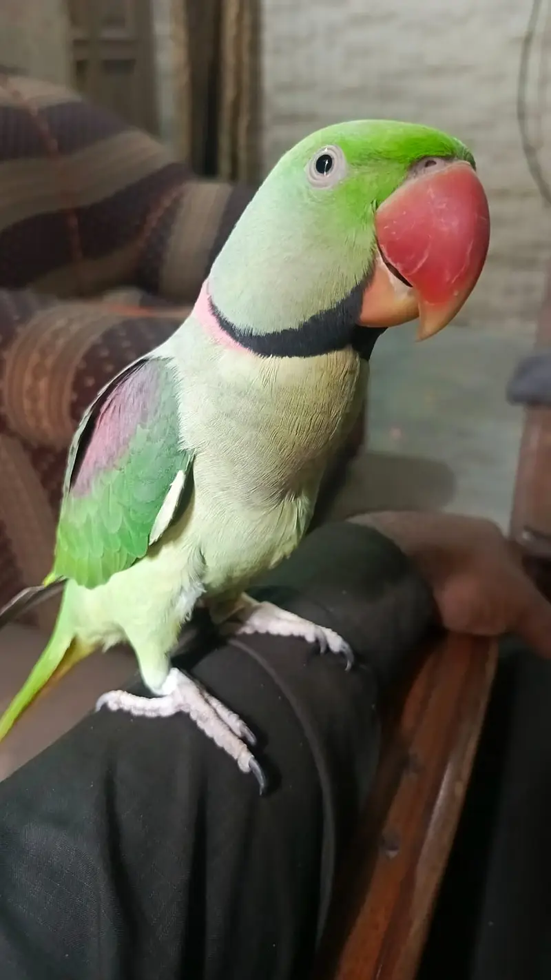 Kashmiri Raw parrots | Male parrots | Talking | handtame | breeder — photo 3