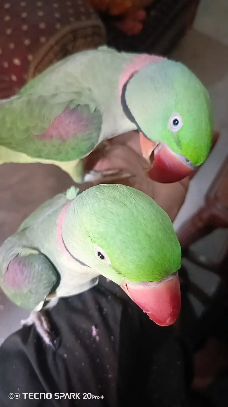 Kashmiri Raw parrots | Male parrots | Talking | handtame | breeder — photo 4