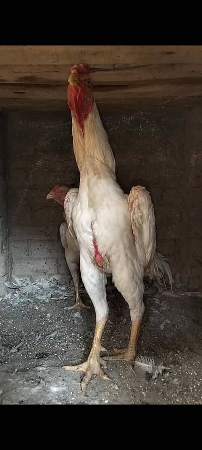 king size/shamo /high quality/white shamo/pure aseel shamo chicks