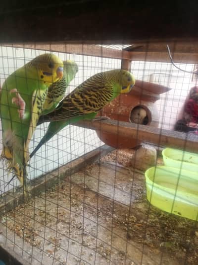Australian Budgies