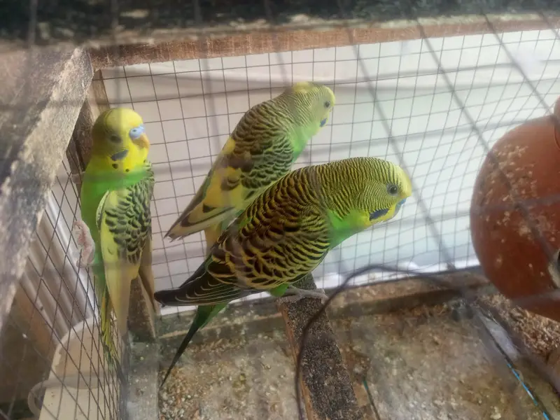 Australian Budgies — photo 2