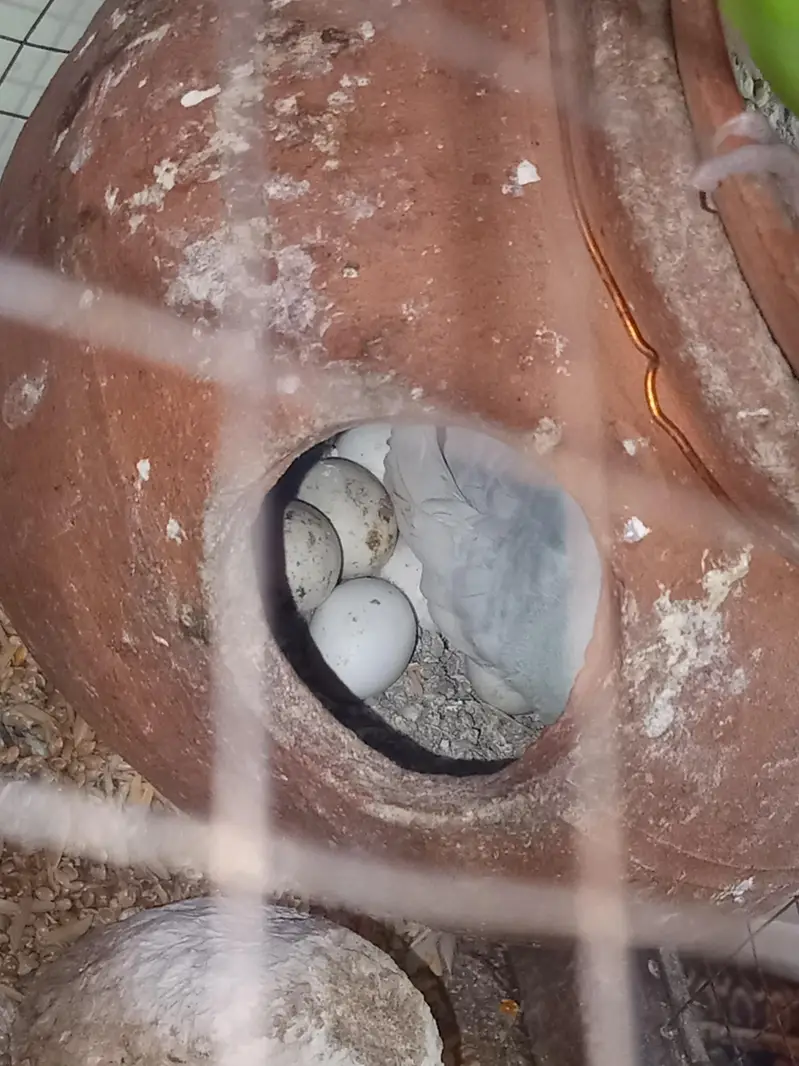 Australian Budgies — photo 3