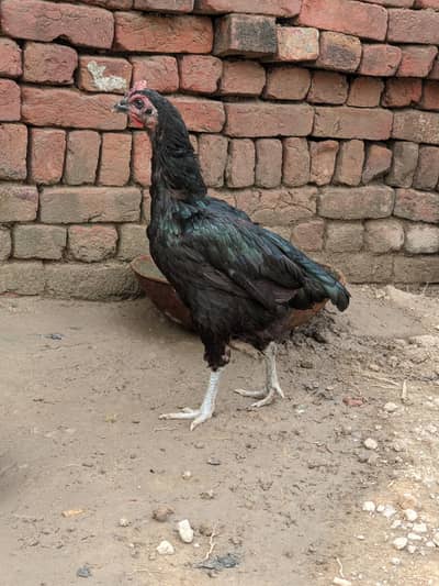 Thai, dragon, walaiti male female for sale