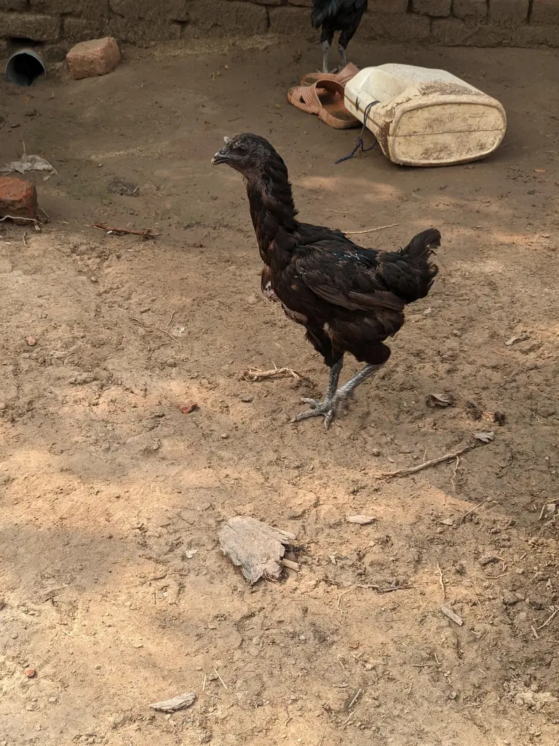 Thai, dragon, walaiti male female for sale — photo 2