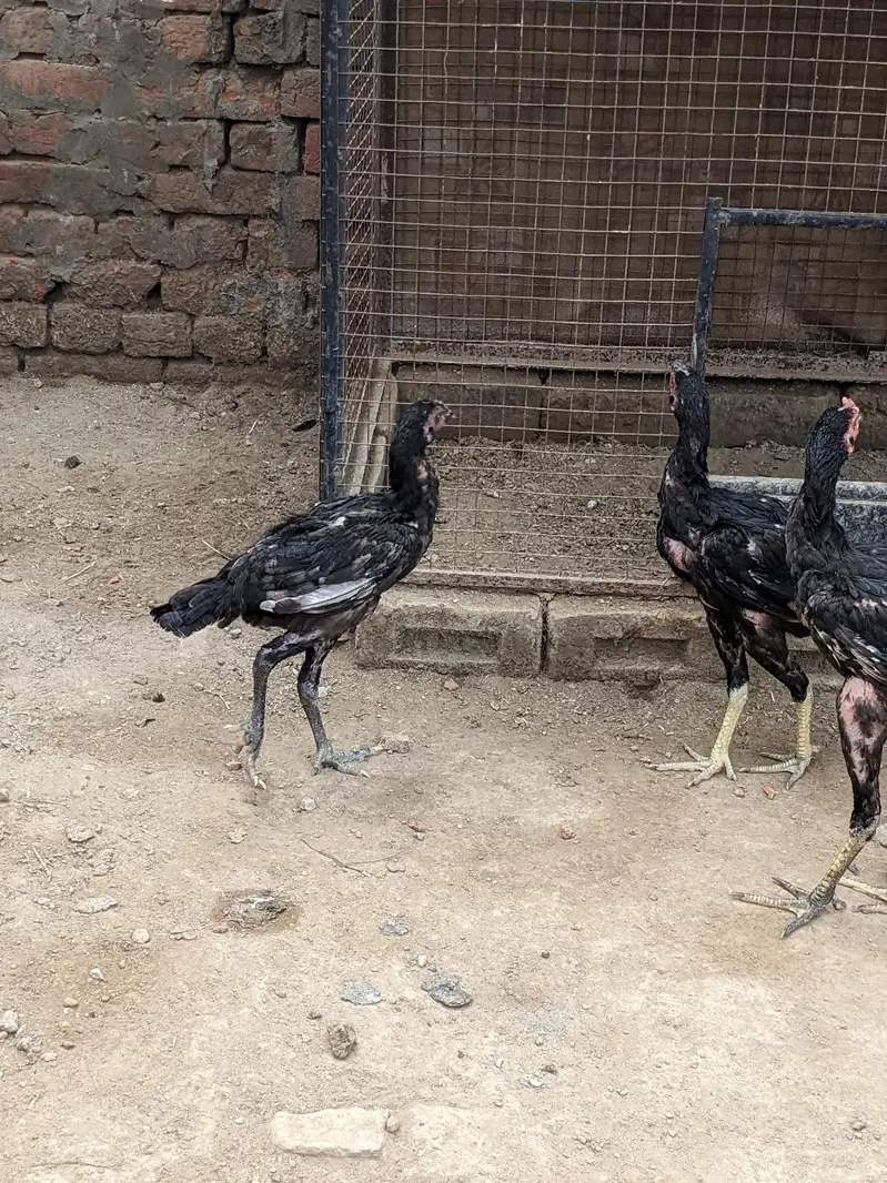 Thai, dragon, walaiti male female for sale — photo 5