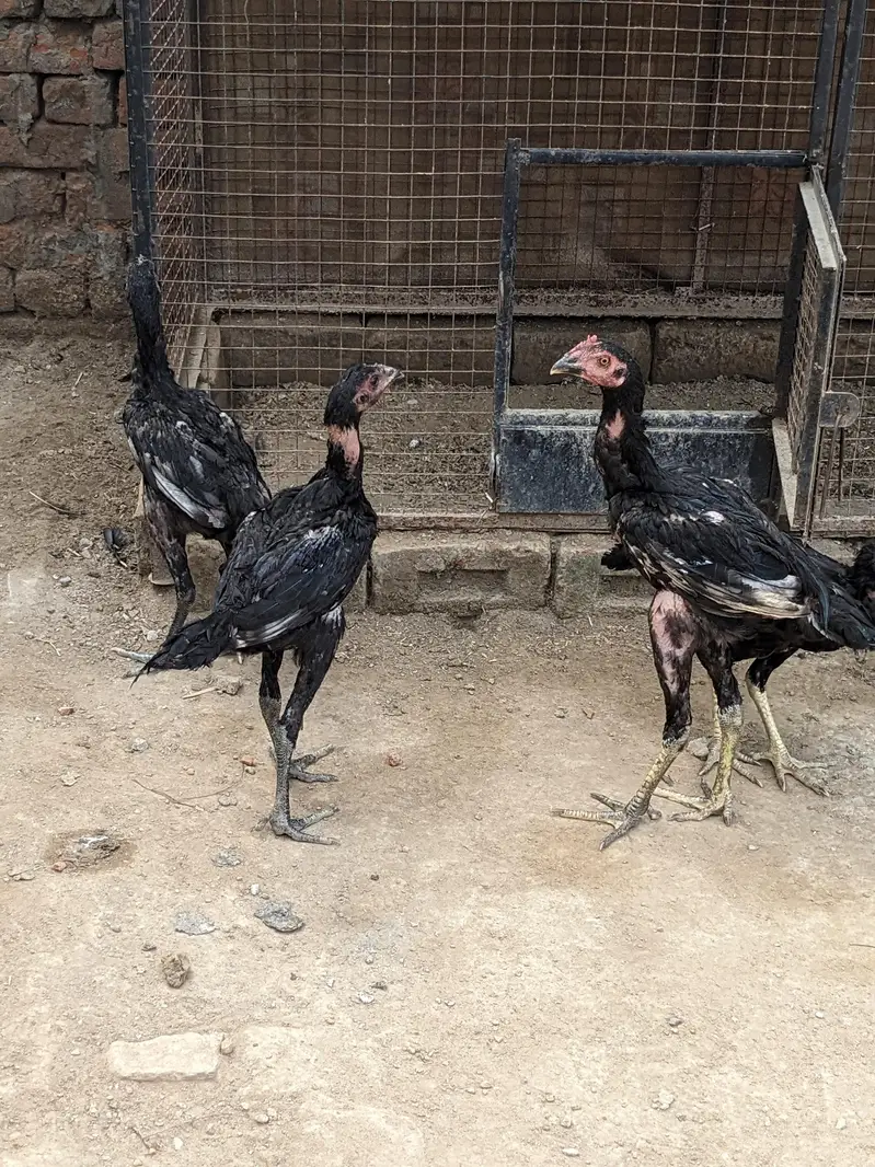 Thai, dragon, walaiti male female for sale — photo 6