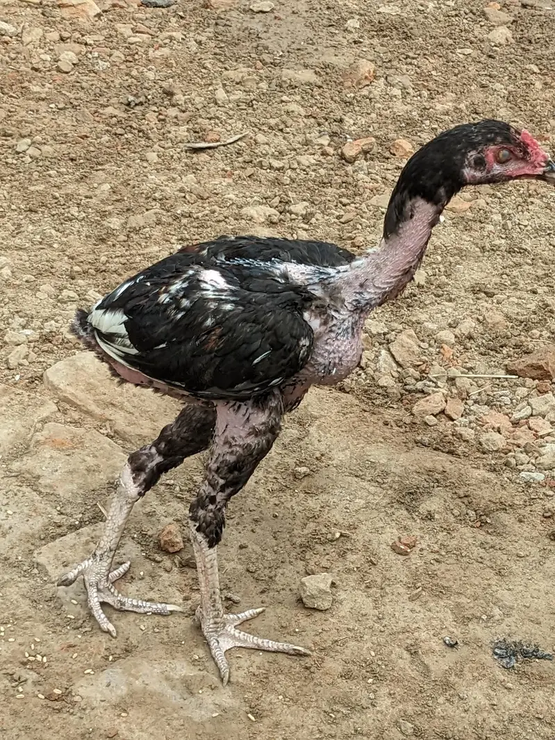 Thai, dragon, walaiti male female for sale — photo 7