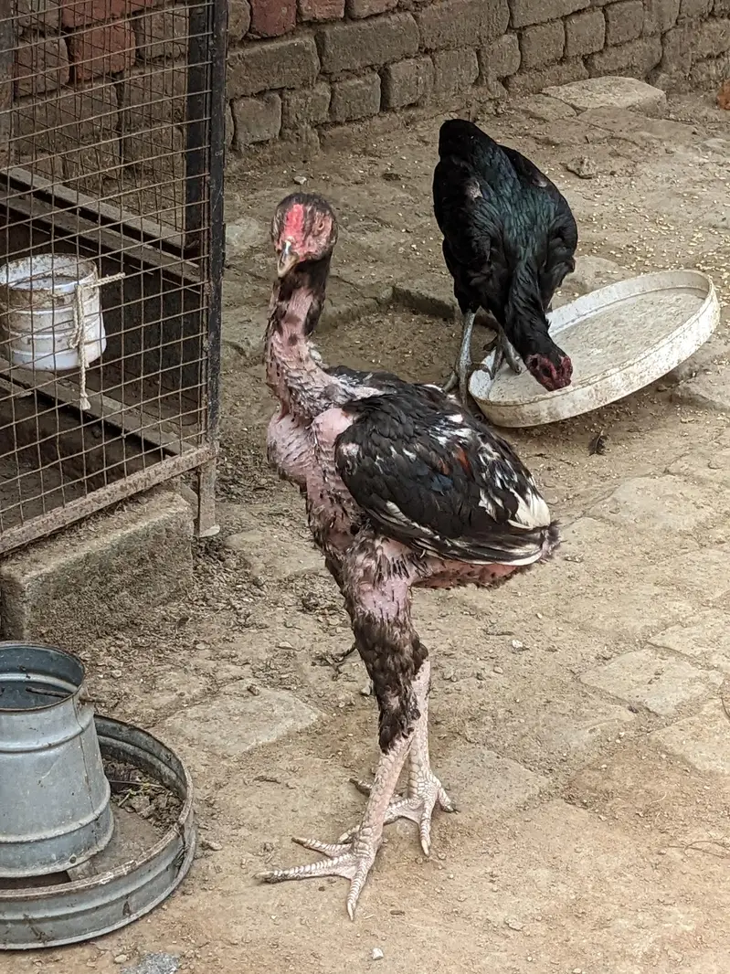 Thai, dragon, walaiti male female for sale — photo 8