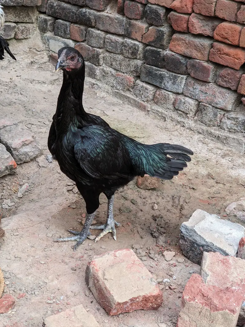 Thai, dragon, walaiti male female for sale — photo 10