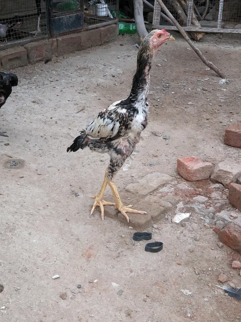 Thai, dragon, walaiti male female for sale — photo 11