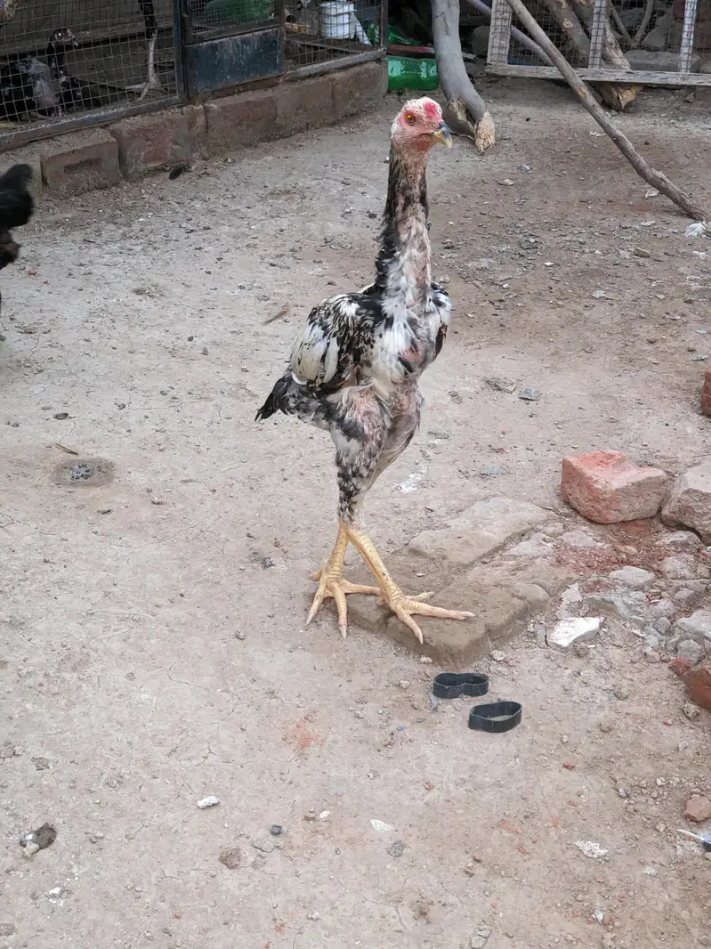 Thai, dragon, walaiti male female for sale — photo 12