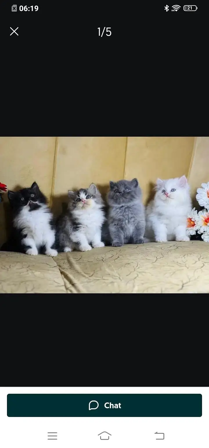 Persian cat for sale male or female my WhatsApp3447870160 — photo 3