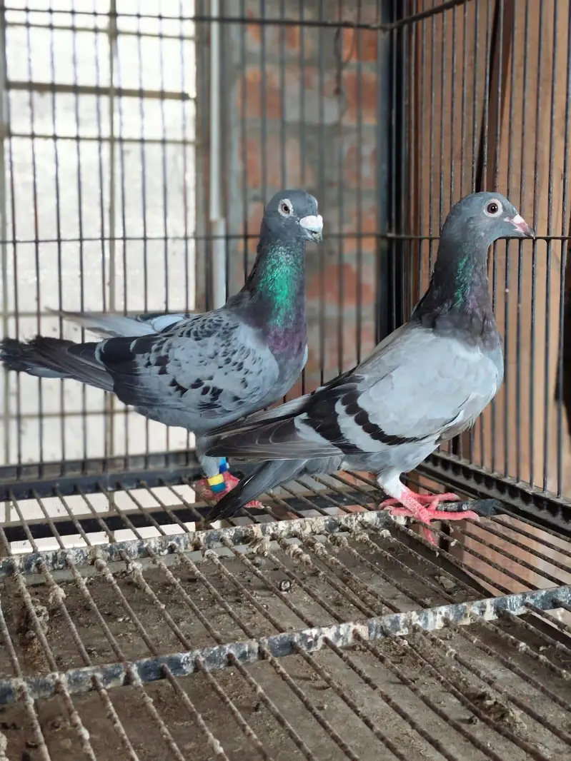 Qasid Kabootar For Sale — photo 2