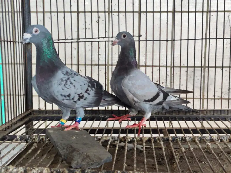 Qasid Kabootar For Sale — photo 3