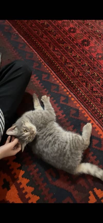 Persian Double Coat Cat for Sale