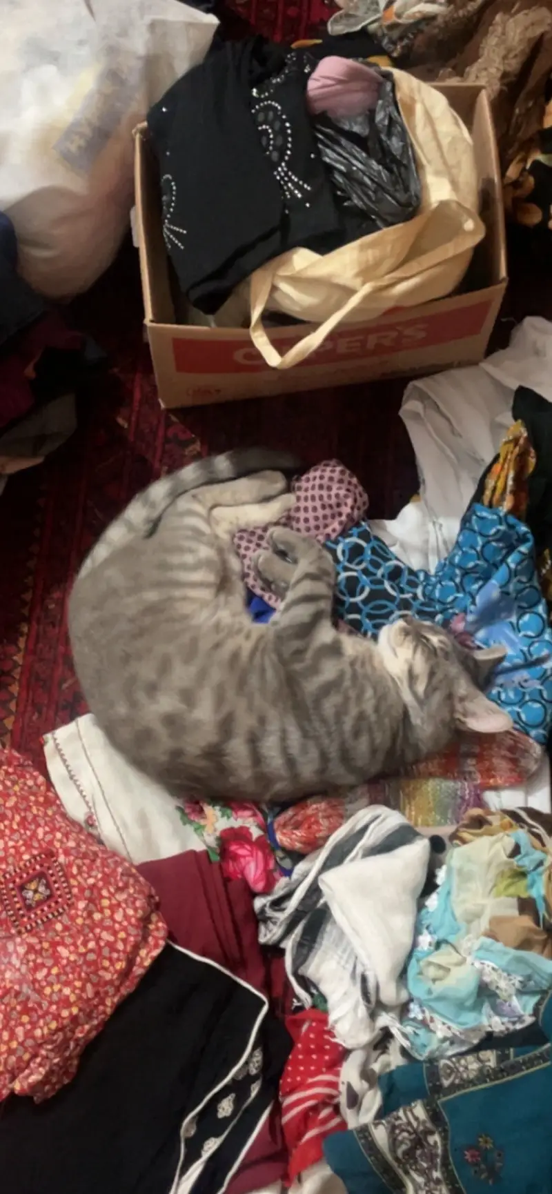 Persian Double Coat Cat for Sale — photo 2