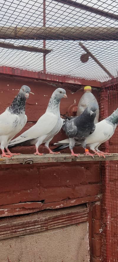 golden pigeon for sale only 2500 pr