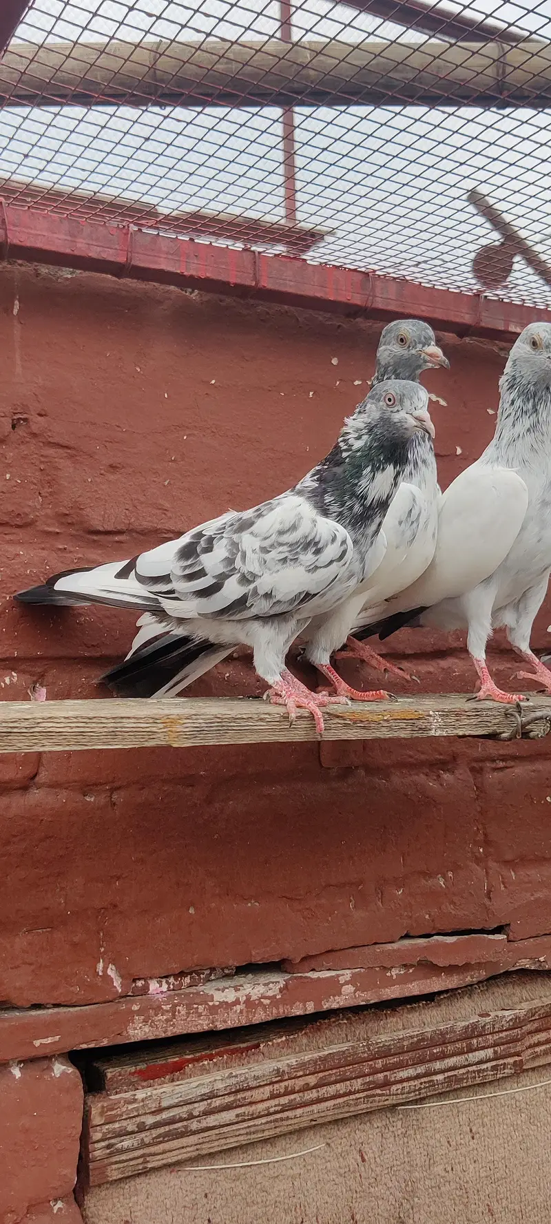 golden pigeon for sale only 2500 pr — photo 2