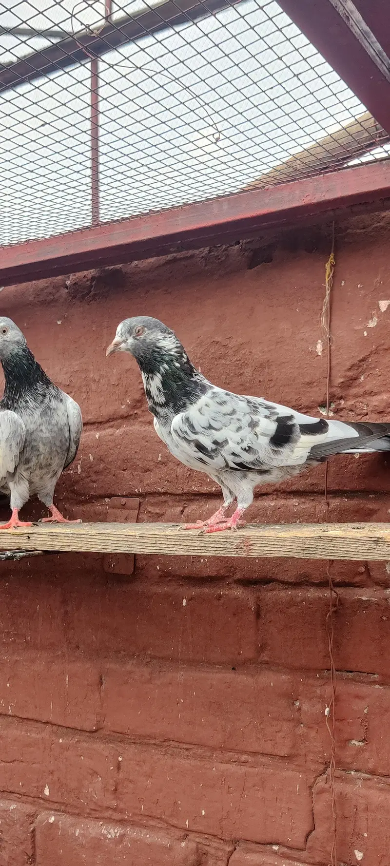 golden pigeon for sale only 2500 pr — photo 3