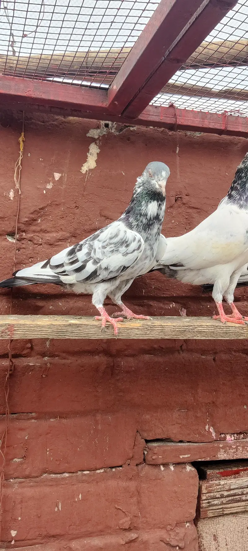 golden pigeon for sale only 2500 pr — photo 4
