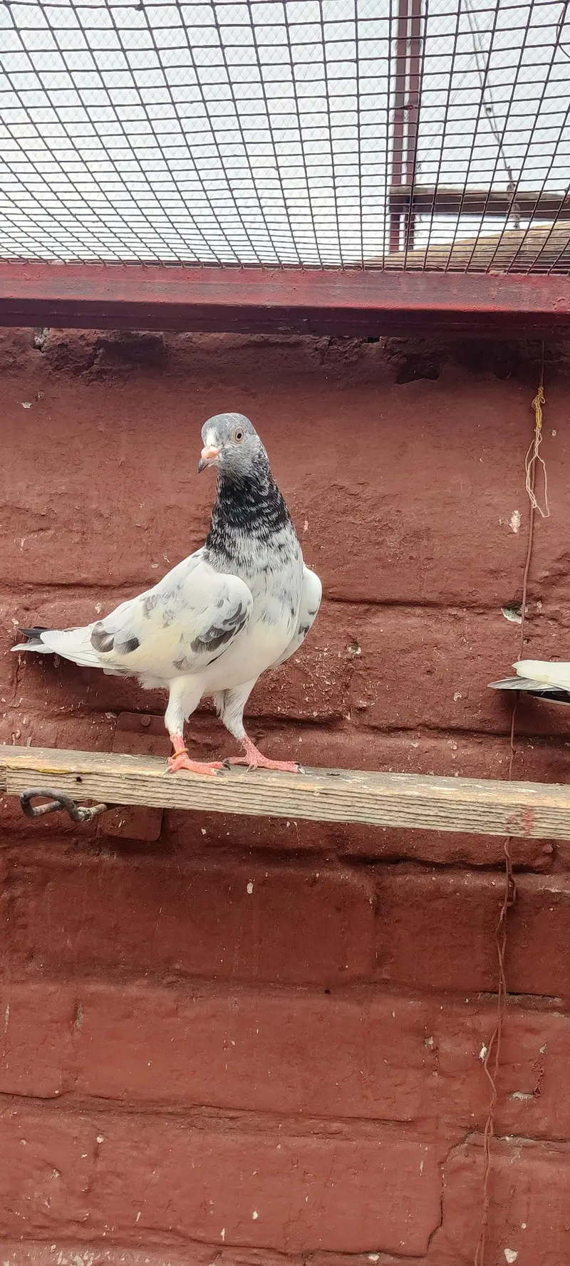 golden pigeon for sale only 2500 pr — photo 5
