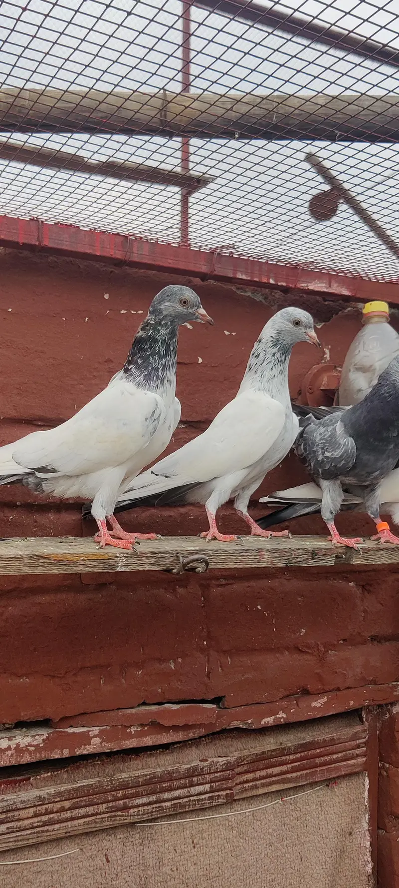 golden pigeon for sale only 2500 pr — photo 6