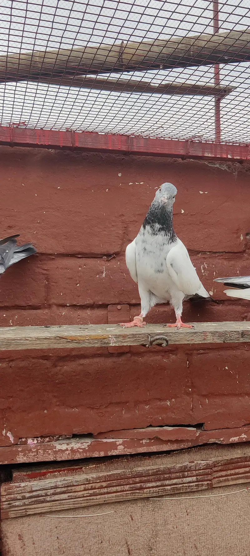 golden pigeon for sale only 2500 pr — photo 7