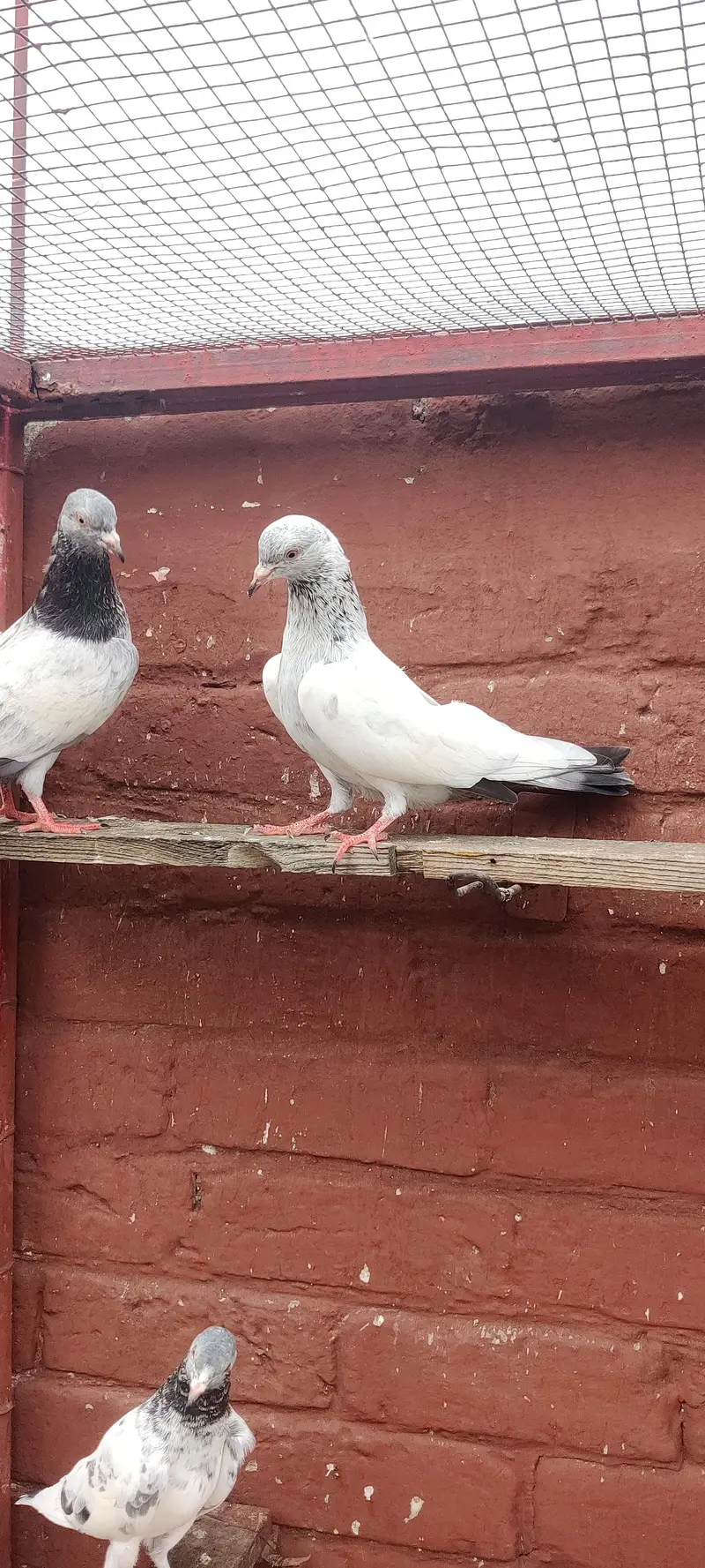 golden pigeon for sale only 2500 pr — photo 8