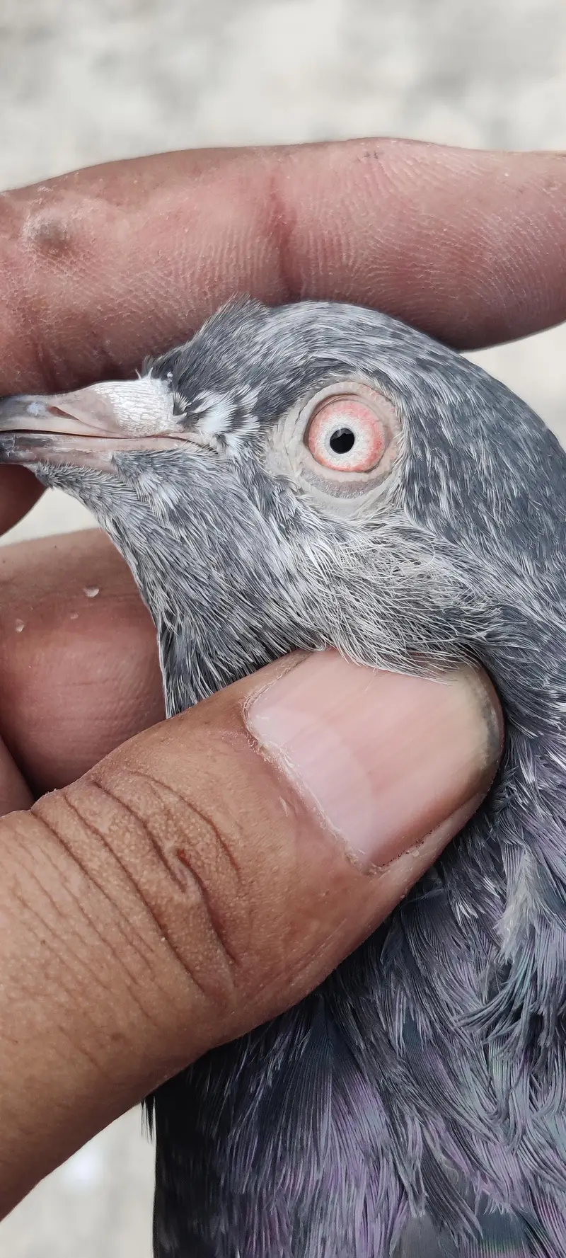 golden pigeon for sale only 2500 pr — photo 9