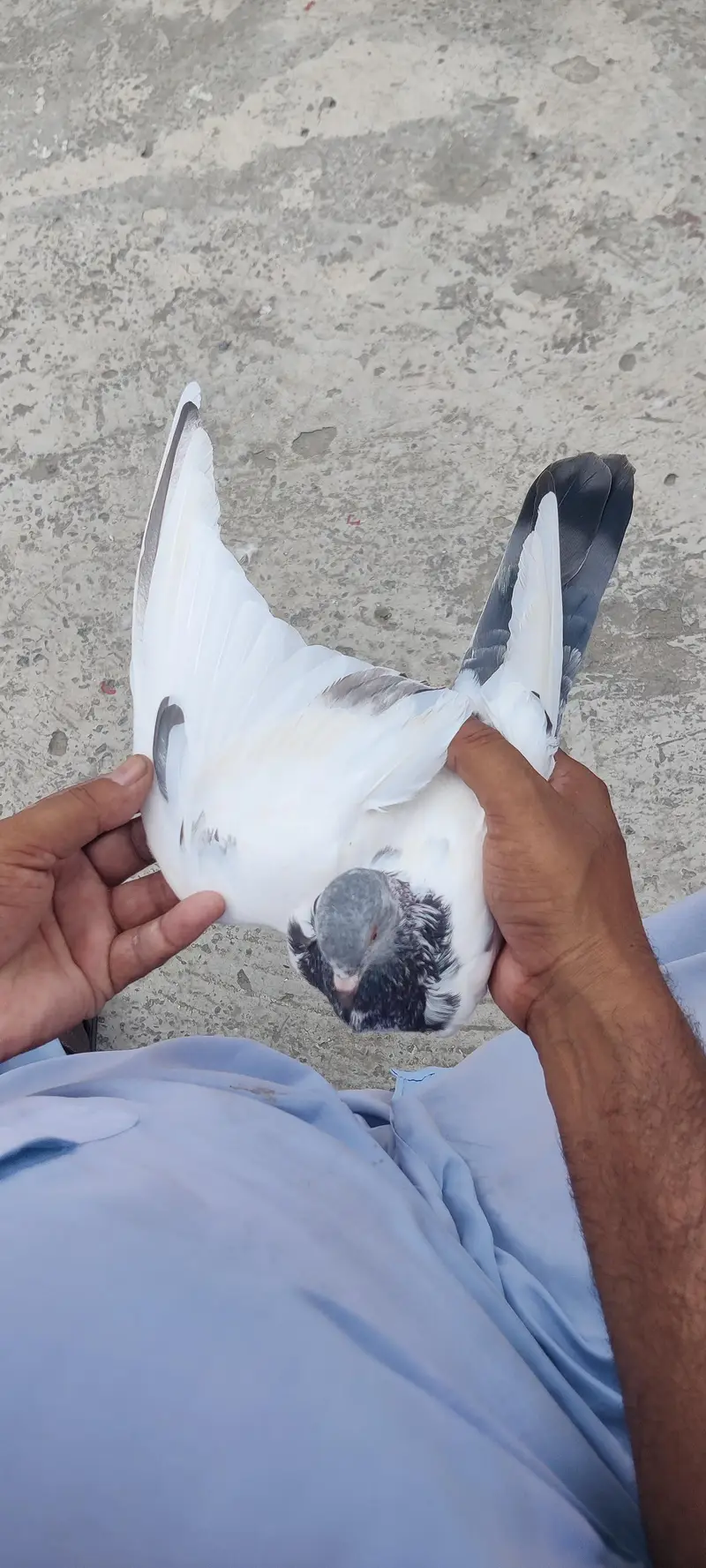 golden pigeon for sale only 2500 pr — photo 10