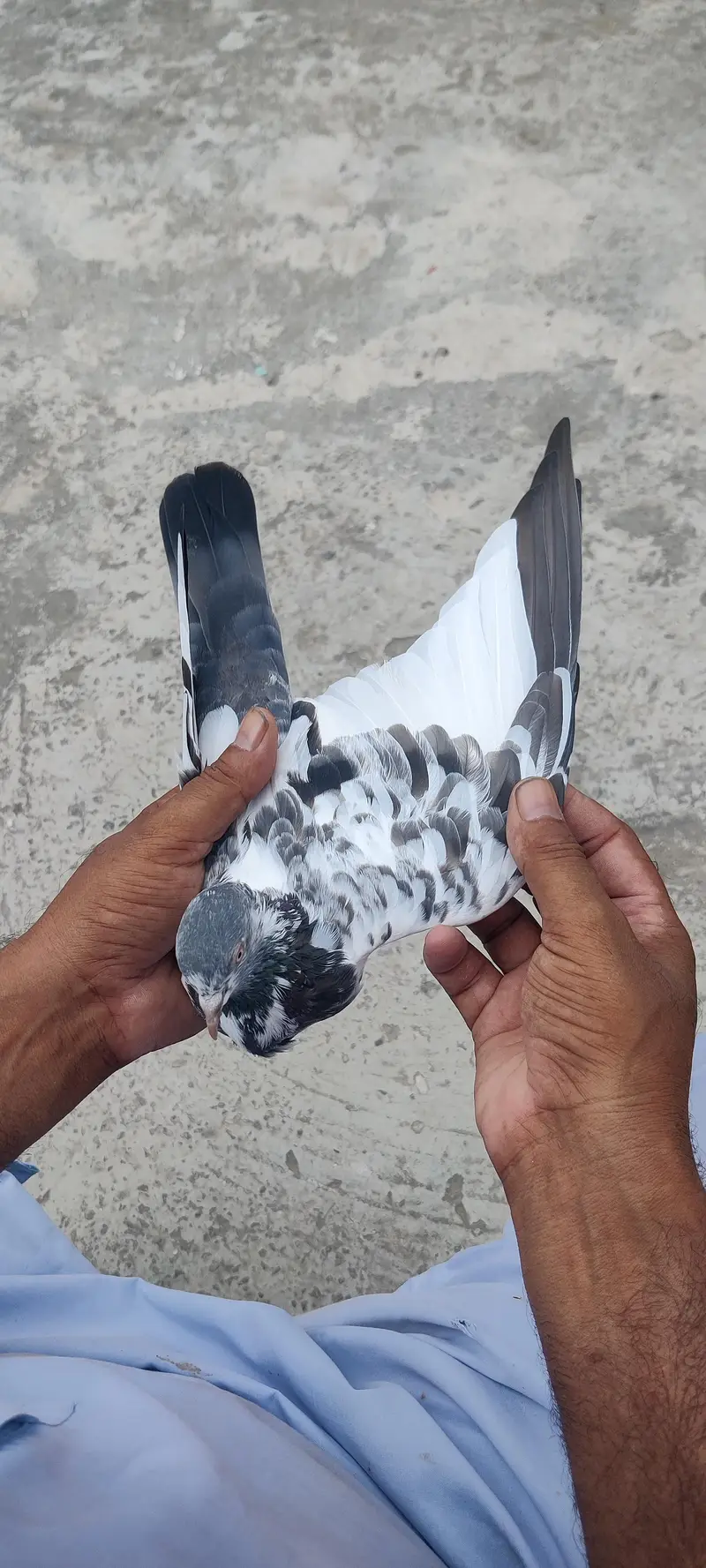 golden pigeon for sale only 2500 pr — photo 11
