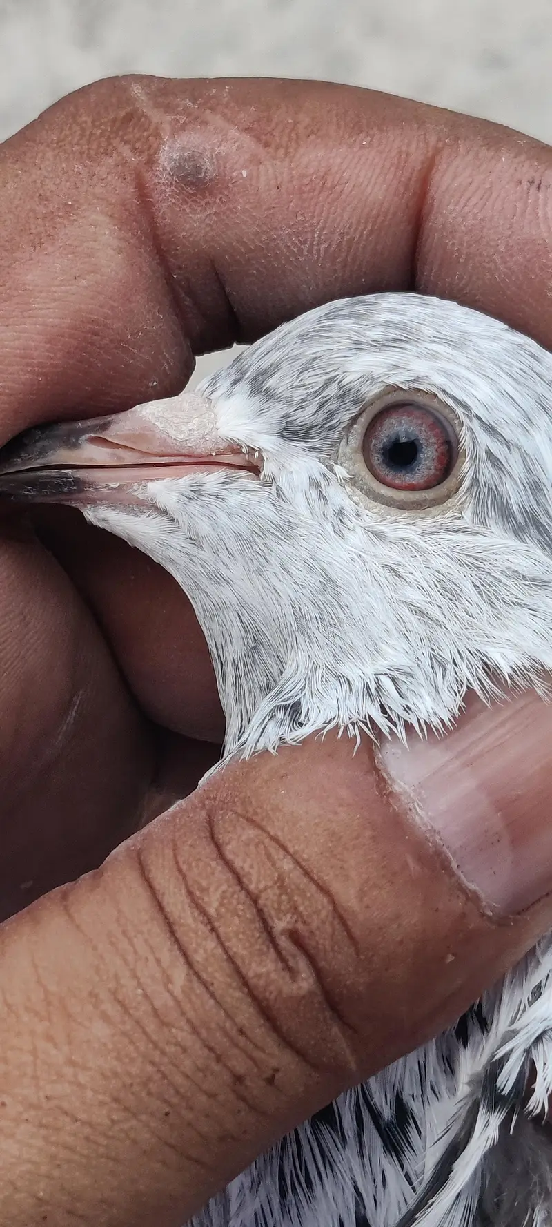 golden pigeon for sale only 2500 pr — photo 12