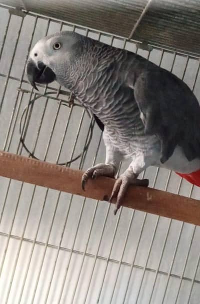 African grey male