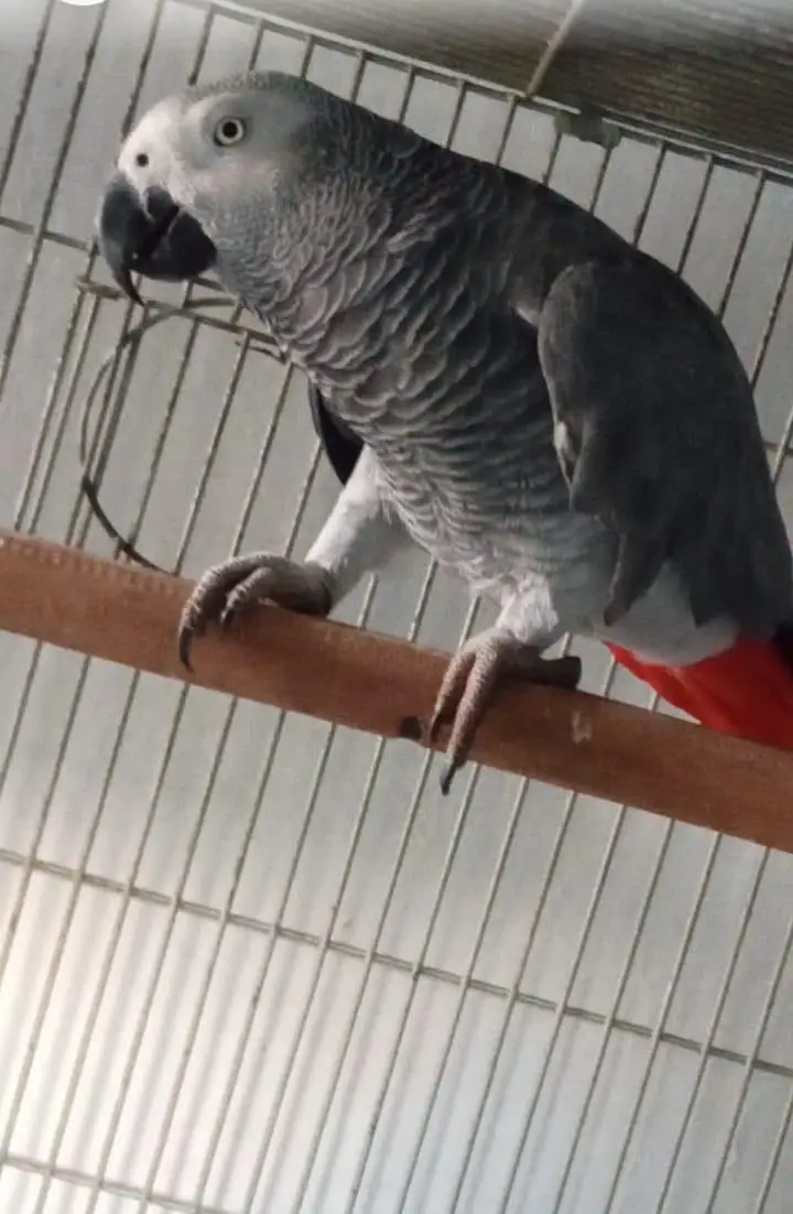 African grey male — photo 2