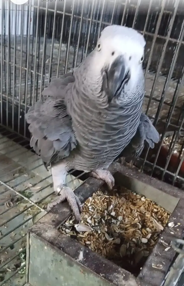 African grey male — photo 3