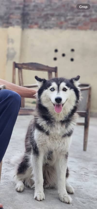 husky female dog for sale