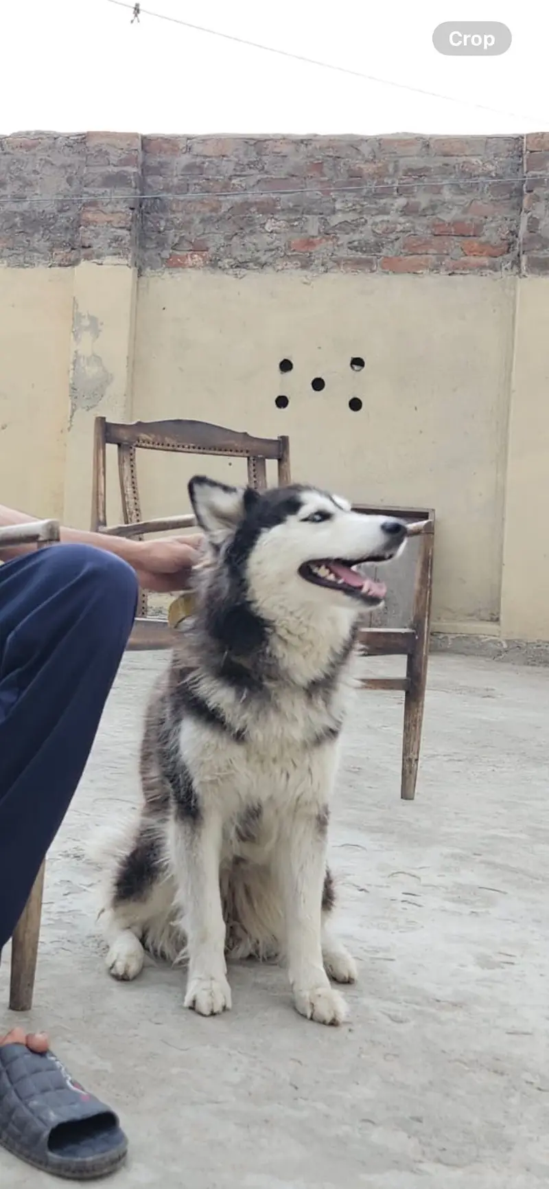 husky female dog for sale — photo 2