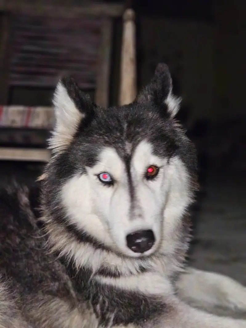 husky female dog for sale — photo 3